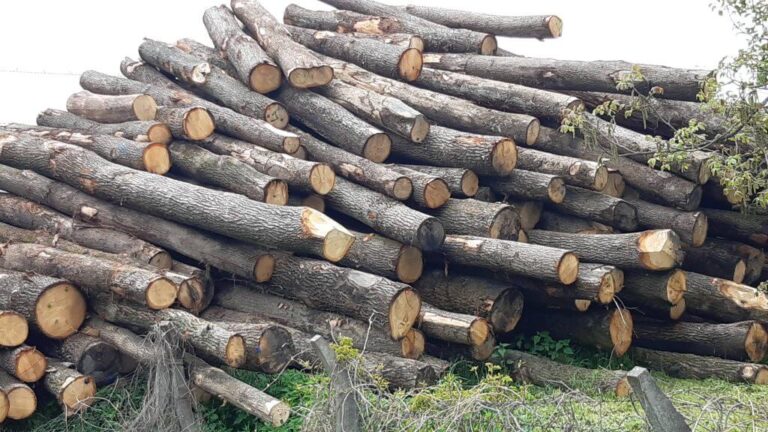 The Government of RS requests a ban on the export of logs and energy products from Bosnia and Herzegovina