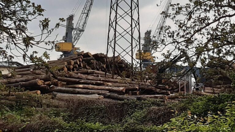 Chinese extract raw materials from BiH – Thousands of cubic meters of logs are being bought en masse (PHOTO, VIDEO)