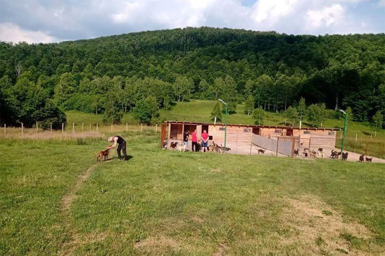 Shelter for dogs used as a site for criminal activities