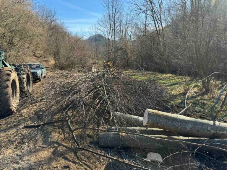 A Bosnian grove is timber poachers’ sweet home: The value of illegally cut forest is at least 300 million Convertible Marks 